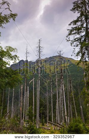 Dying Spruce Forests Due To Climate Change