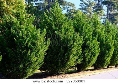 Leyland Cypress Trees In A Row Along Road As Hedge