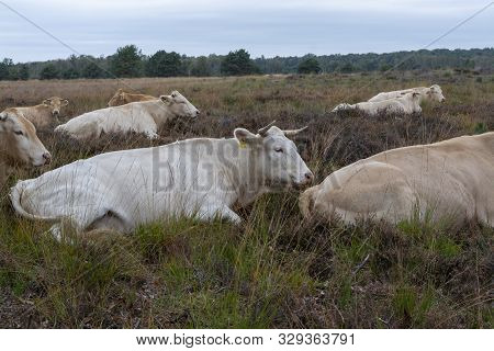 Herd Of Beige Cows And Bulls Resting On Moorland In Kempen Forest, Brabant, Netherlands
