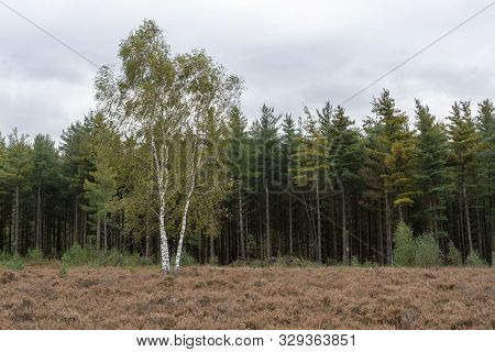 Landscape With Kempen Forests In North Brabant, Netherlands In Autumn