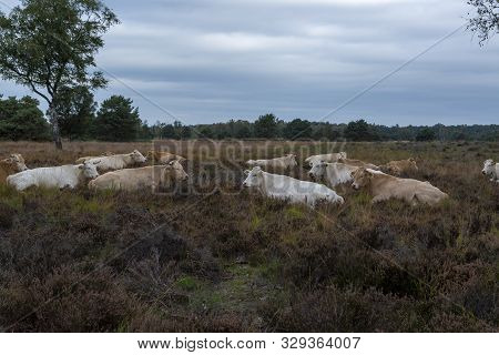Herd Of Beige Cows And Bulls Resting On Moorland In Kempen Forest, Brabant, Netherlands