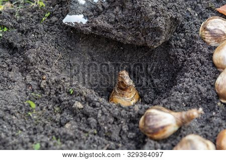 Autumn Garden Works, Shovel And Spring Flowers Bulbs Ready For Planting, Tulips And Yellow Daffodils
