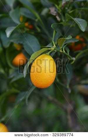 Oval Kumquat Orange Fruit - Latin Name - Fortunella Margarita