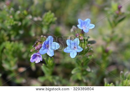 Scrambling Gromwell Blue Flowers - Latin Name - Glandora Diffusa (lithodora Diffusa)