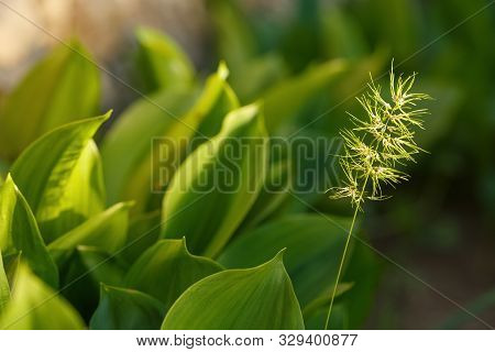 Juicy Grass And Leaves Taken Off A Large Plateau In The Setting Sun, Many Details