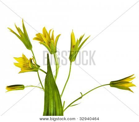  gelbe Lilie (Gagea Lutea) isoliert auf weißem Hintergrund