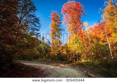Autumn In Buila Vanturarita, Carpathian Mountains, Romania. Vivid Fall Colors In Forest. Scenery Of 