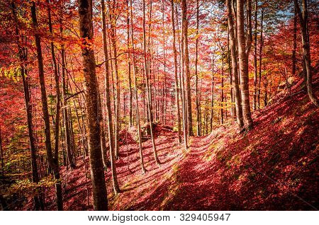 Autumn In Buila Vanturarita, Carpathian Mountains, Romania. Vivid Fall Colors In Forest. Scenery Of 