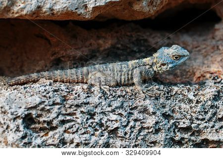 Stellion Or Agama-gardun Is A Species Of Agamidae Lizards From The Monotypic Genus Stellagama.