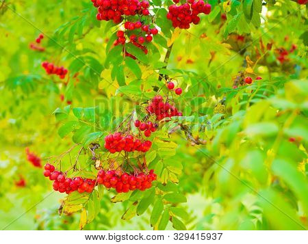 Red Mountain Ash Close-up. Branches With Vibrant Red And Orange Ripe Mountain Ash Close Up. Rich Har
