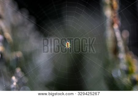 Colorful Small Spider On A Cobweb With Blurred Background
