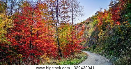 Autumn In Buila Vanturarita, Carpathian Mountains, Romania. Vivid Fall Colors In Forest. Scenery Of 