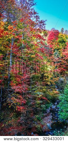 Autumn In Buila Vanturarita, Carpathian Mountains, Romania. Vivid Fall Colors In Forest. Scenery Of 
