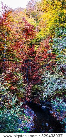 Autumn In Buila Vanturarita, Carpathian Mountains, Romania. Vivid Fall Colors In Forest. Scenery Of 