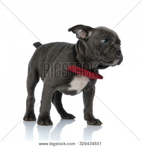 side view of adorable american bully wearing a red bowtie, looking to side and standing isolated on white background, full body