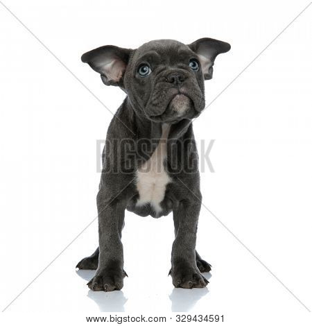 american bully looking up and standing isolated on white background, full body