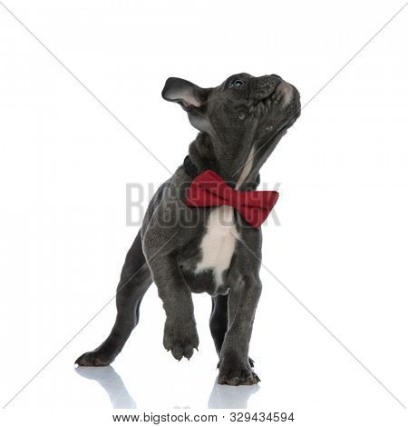 adorable american bully wearing a red bowtie, jumping and looking up side, standing isolated on white background, full body