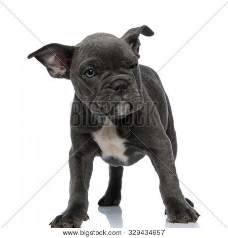 adorable american bully standing isolated on white background,looking to side and sniffing, full body