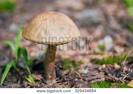 Leccinum Versipelle Mushroom In Autumn Forest. Orange Birch Bolete. Edible Healthy Meal.