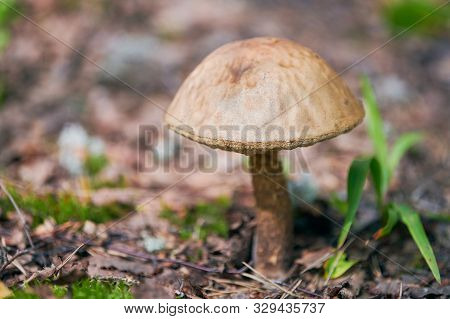 Leccinum Versipelle Mushroom. Orange Birch Bolete In Autumn Forest. Seasonal Collection Of Edible Mu