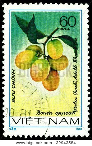 Francobollo vintage. Bouea Oppositifolia L.