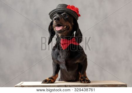 cute teckel puppy dog with hat and red bowtie sitting and panting against gray studio background