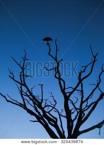 Silhouette Of A  Bird Perched On The Tip Of A Branch Of A Bare Tree In Serengeti National Park In Ta