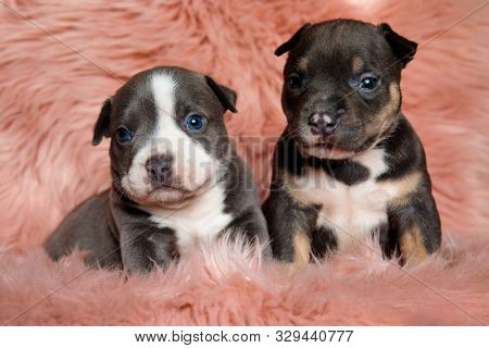 Adorable American bully puppies looking forward while laying down and sitting on pink furry background
