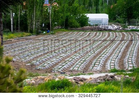Field With Crops Of Watermelons Under The Film. Field Of Gourds