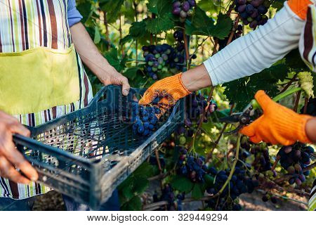 Couple Of Farmers Gather Crop Of Grapes On Ecological Farm. Happy Senior Man And Woman Putting Grape