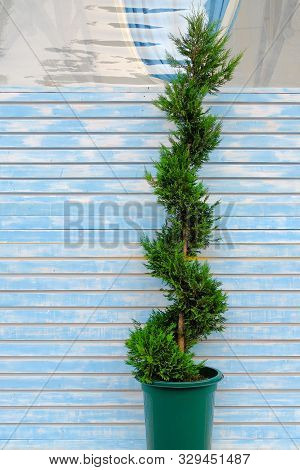Cupressus Macrocarpa Goldcrest. Spiral Plant In Pot Outdoors. Gardening Concept.