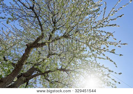 Beautiful Flowering Branches Of Cherry On A Background Of Blue Clear Sky. Thick And Dense Sakura Blo