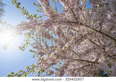 Beautiful Flowering Branches Of Cherry On A Background Of Blue Clear Sky. Thick And Dense Sakura Blo