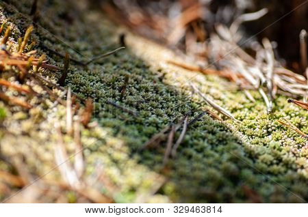 Sphagnum Moss With Sunlight Background. Nature And Outdoor Background