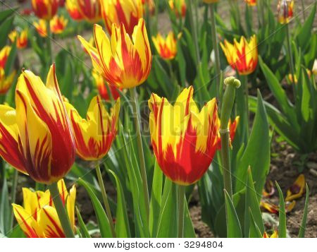 tulipani