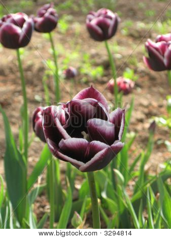 tulipani viola