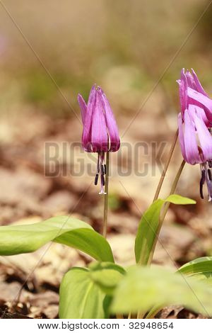Katakuri (erythronium Japonicum)