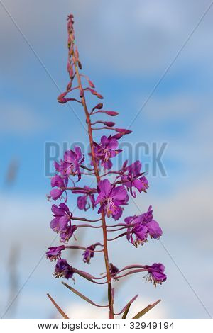 Willowweed blomst lukke