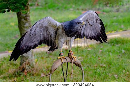 Portrait of a amazing southamerican bird opening its wings. Geranoaetus melanolencis.