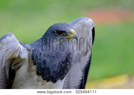 Portrait of a amazing southamerican bird with a natural green background. Geranoaetus melanolencis.