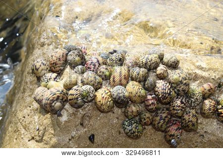 Snails On Rocks In The Florida Keys