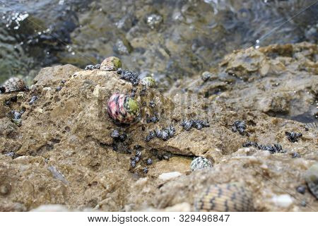 Snails On Rocks In The Florida Keys