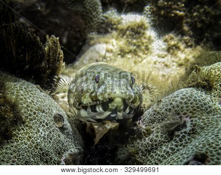Close Up Of Lizardfish Resting On Coral Underwater In Hawaii.