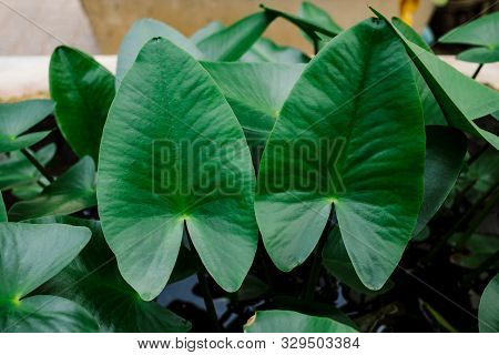 Dark Green Giant Elephant Ear Plant, Araceae, Caladium