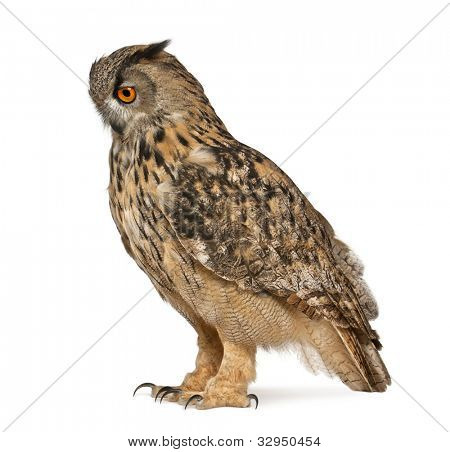 Uhu, Bubo Bubo, eine Art von Uhu, vor weißem Hintergrund stehend