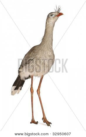 Červená legged Seriema nebo chocholatý Cariama Cariama hřebenitá, stojící před bílým pozadím