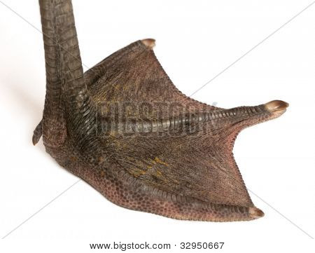 close up of chilenische Flamingo, Phoenicopterus Chilensis, 5 Monate alt in front of white background