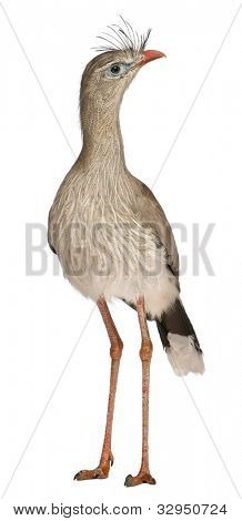 Červená legged Seriema nebo chocholatý Cariama Cariama hřebenitá, stojící před bílým pozadím