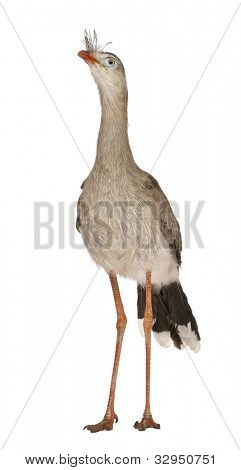 Červená legged Seriema nebo chocholatý Cariama Cariama hřebenitá, stojící před bílým pozadím