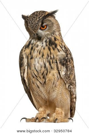Uhu, Bubo Bubo, eine Art von Uhu, vor weißem Hintergrund stehend